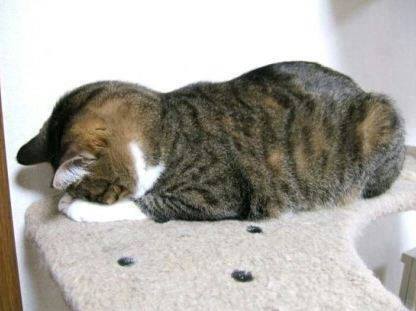 고양이가 잘때 눈가리는 이유 | 인스티즈