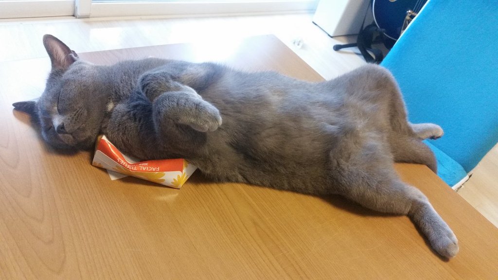 티슈 상자를 좋아하는 고양이 | 인스티즈