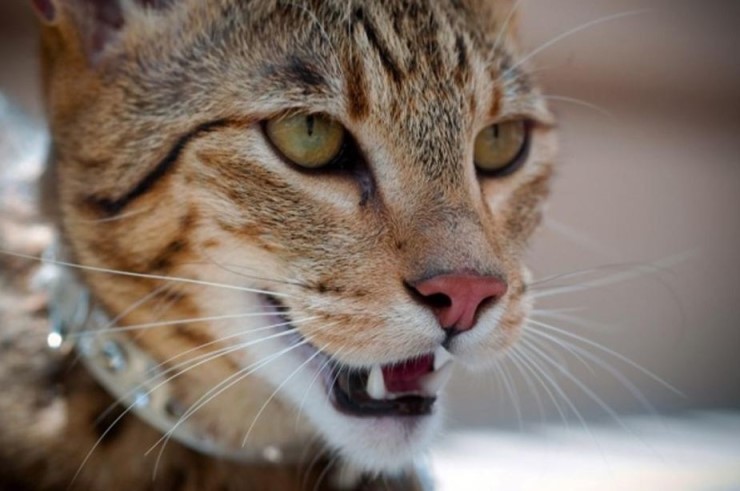 세상에서 가장 크고 비싼 고양이 중 하나인 사바나 고양이에 대하여 | 인스티즈