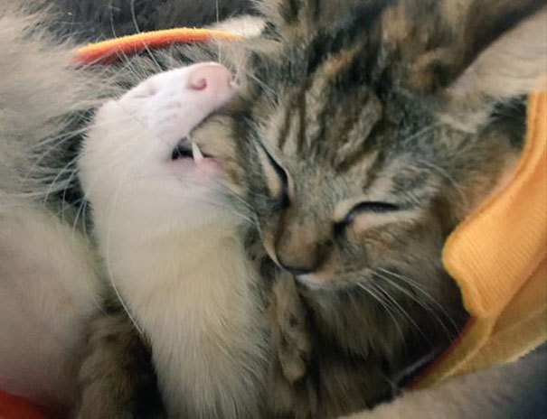 페럿과 함께 자라온 고양이 | 인스티즈