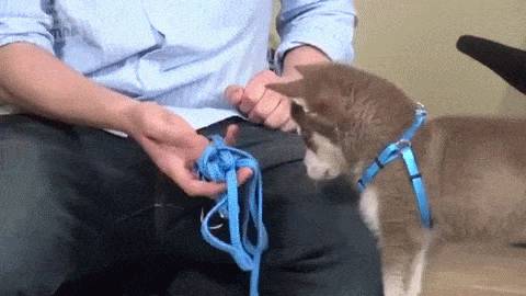 견종 이야기 - 올드 잉글리쉬 쉽독 | 인스티즈