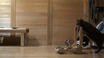 아기와 고양이.gif | 인스티즈