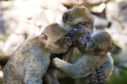 동물의 따뜻한 모성애가 느껴지는 사진들 | 인스티즈