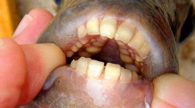  특이한 동물들(다소 징그러움 주의) | 인스티즈