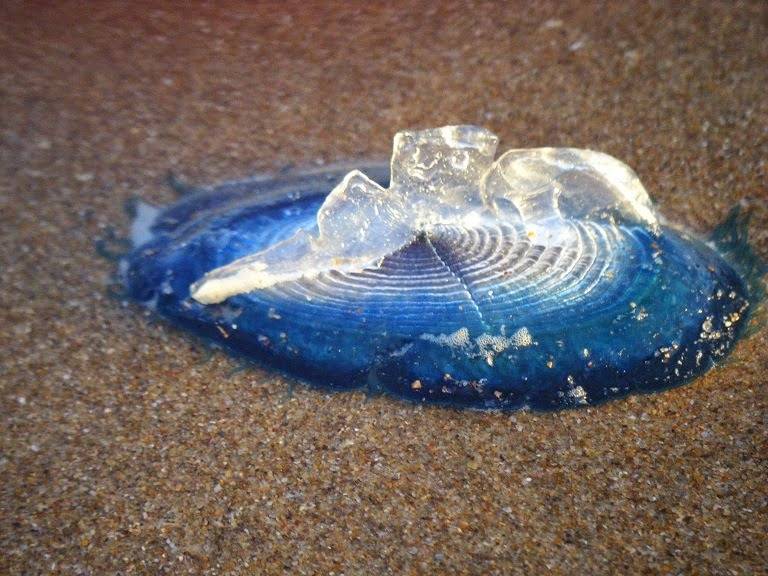  특이한 동물들(다소 징그러움 주의) | 인스티즈