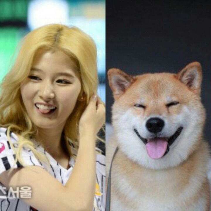 트와이스 사나 | 인스티즈