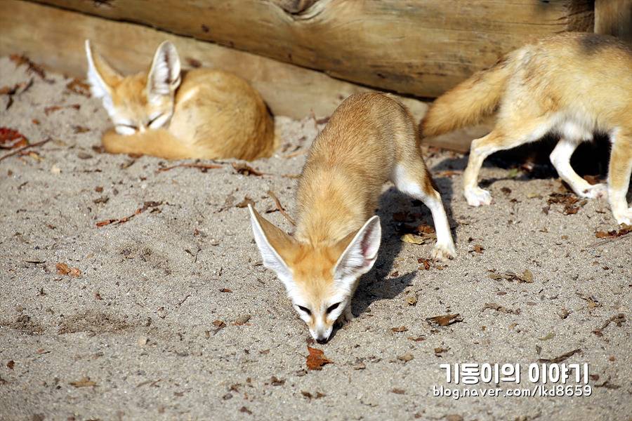 에버랜드 사막여우 스페셜 | 인스티즈