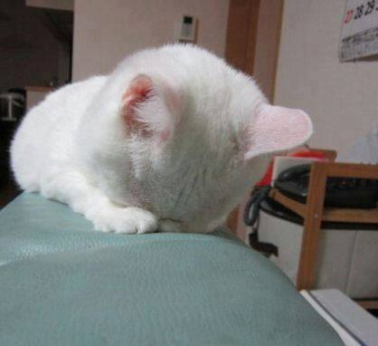 고양이가 잘때 눈가리는 이유 | 인스티즈