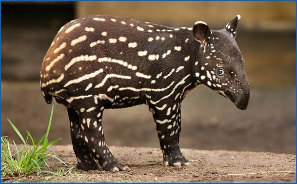  특이한 동물들(다소 징그러움 주의) | 인스티즈