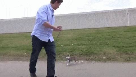 견종 이야기 - 올드 잉글리쉬 쉽독 | 인스티즈