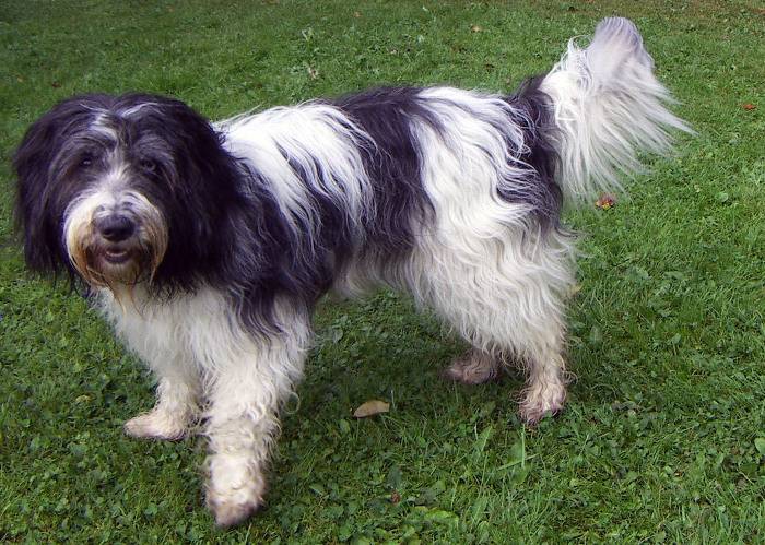 견종 이야기 - 올드 잉글리쉬 쉽독 | 인스티즈