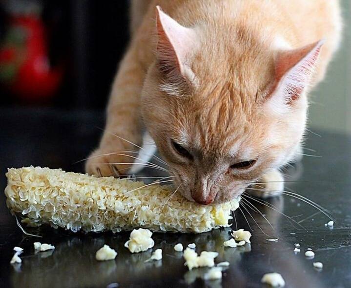 밥먹는 고양이.jpg | 인스티즈