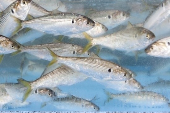 바닷속 밥 생물들 Top 10 | 인스티즈