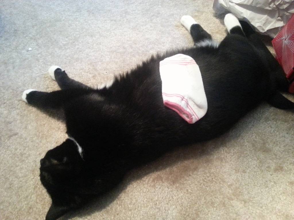 보자보자 하니까 주인 ㅆ바넘이 | 인스티즈