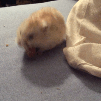 [햄스터] 햄스터.gif (데이터 주의) | 인스티즈