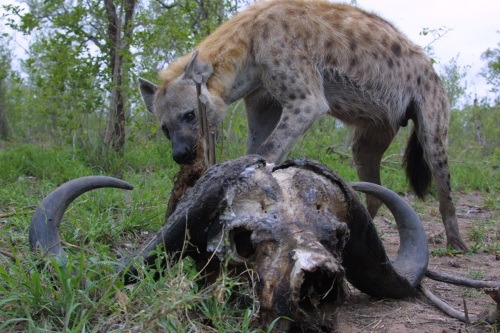 아프리카 대륙에서 고기만 먹고 사는 놈들 | 인스티즈