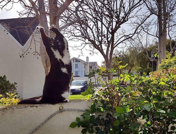 주인도 왜 그러는지 모르는 고양이 행동 | 인스티즈