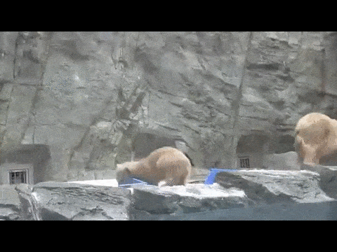 동물의 따뜻한 모성애가 느껴지는 사진들 | 인스티즈