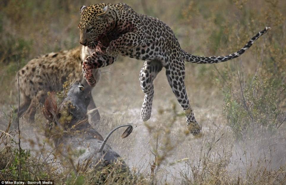 아프리카 대륙에서 고기만 먹고 사는 놈들 | 인스티즈