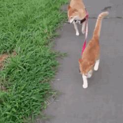 보기만 해도 행복한 댕댕이♥냥이 조합 | 인스티즈
