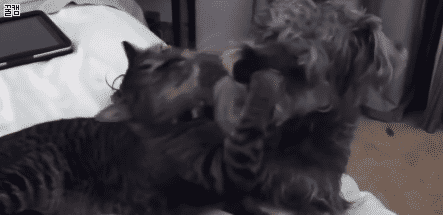 보기만 해도 행복한 댕댕이♥냥이 조합 | 인스티즈