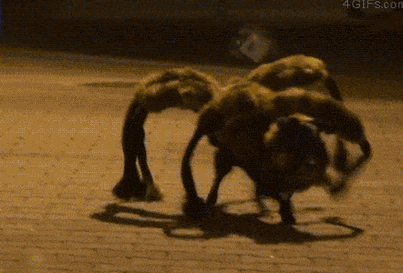 독특한 강아지 코스프레.gif | 인스티즈