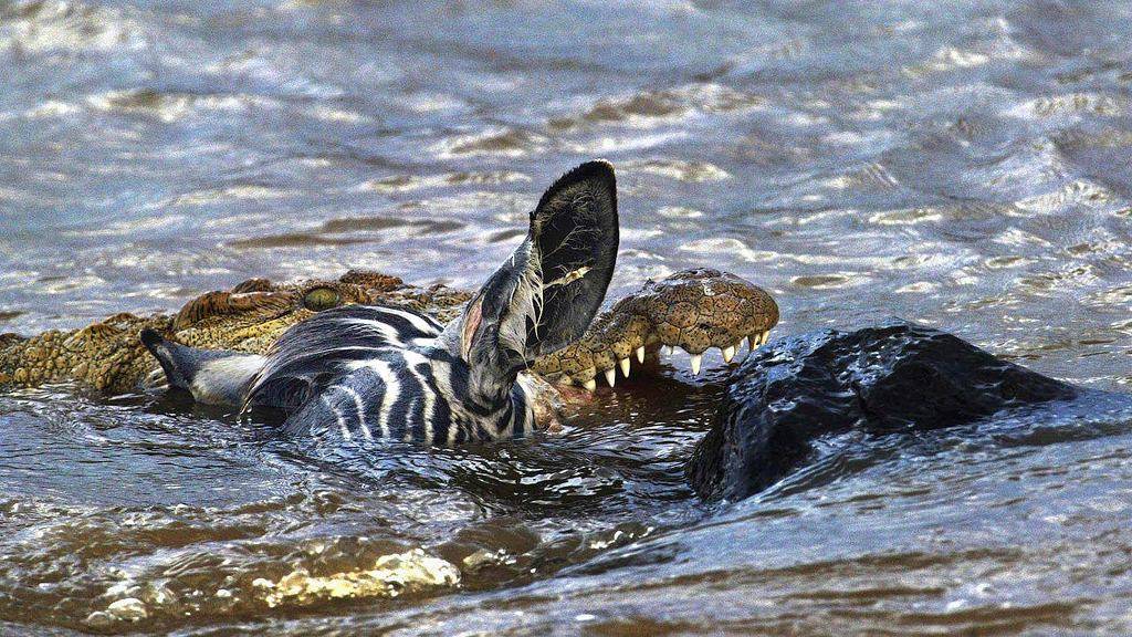 아프리카 대륙에서 고기만 먹고 사는 놈들 | 인스티즈