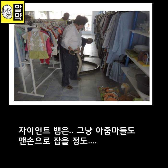 혐오주의) 호주의 위엄 | 인스티즈