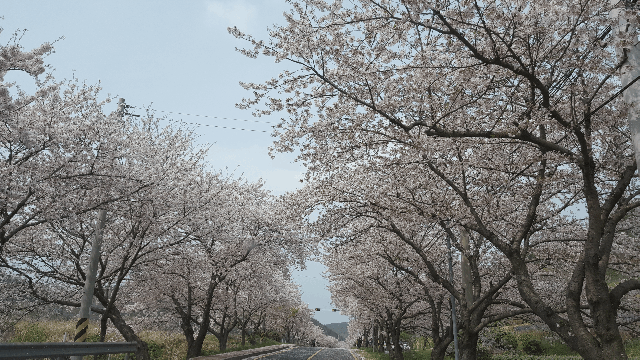 진해 벚꽃길 드라이브 | 인스티즈
