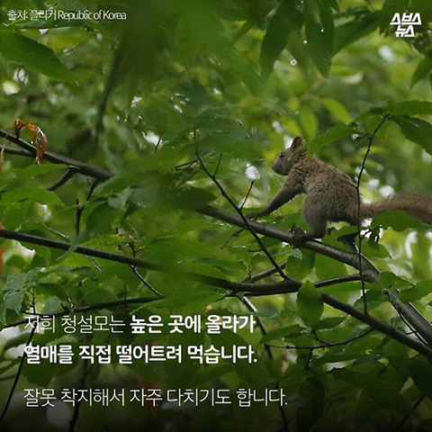 청설모 착지의 진실 | 인스티즈