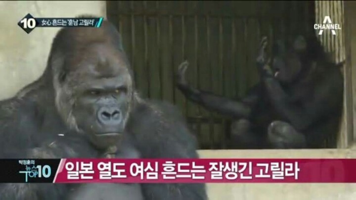 세상에서 제일 잘생긴 고릴라.jpg | 인스티즈