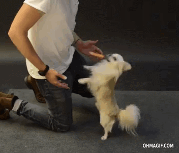 마술을 본 멍멍이들 반응..gif | 인스티즈