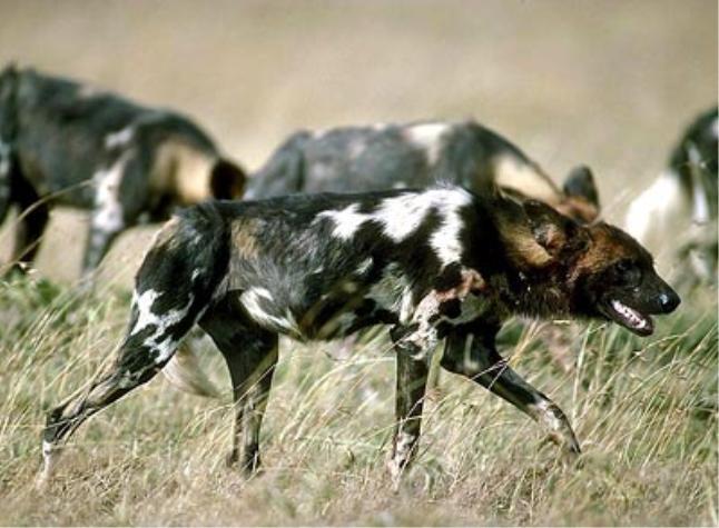 아프리카 대륙에서 고기만 먹고 사는 놈들 | 인스티즈