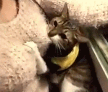 동물들도 좋아하는 여자 가슴.gif | 인스티즈