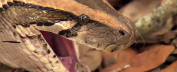 아프리카 대륙에서 고기만 먹고 사는 놈들 | 인스티즈