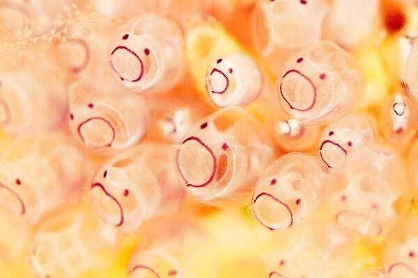 만화 캐릭터 같은 멍게 새끼 | 인스티즈