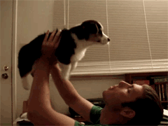 사람을 위협하는 강아지들 | 인스티즈