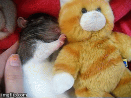 [햄스터] 햄스터.gif (데이터 주의) | 인스티즈