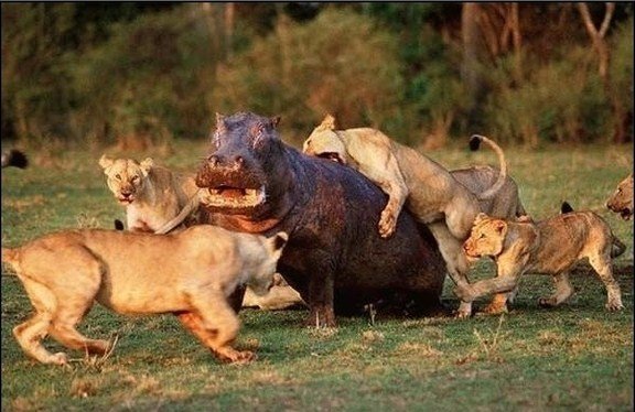 아프리카 대륙에서 고기만 먹고 사는 놈들 | 인스티즈