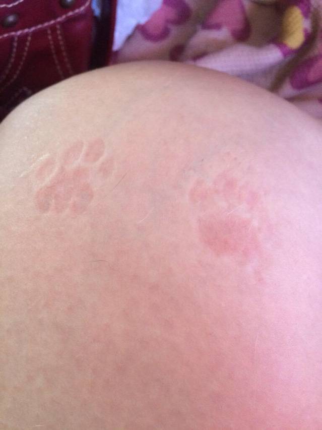 고양이가 집사(노예)에게 찍는 인장 | 인스티즈