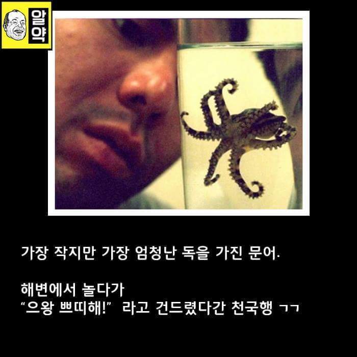 혐오주의) 호주의 위엄 | 인스티즈