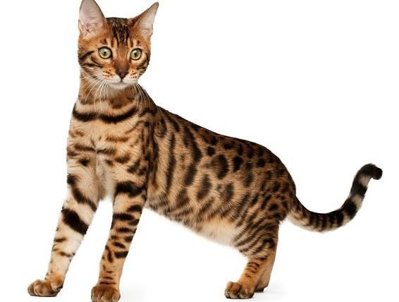 세상에서 가장 크고 비싼 고양이 중 하나인 사바나 고양이에 대하여 | 인스티즈