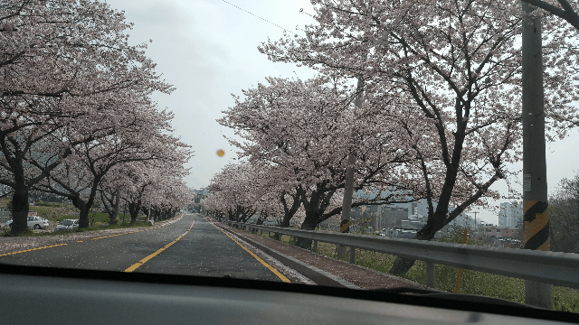 진해 벚꽃길 드라이브 | 인스티즈