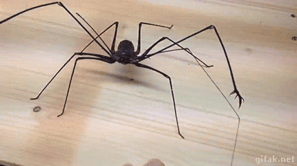 집게 있는 거미? | 인스티즈