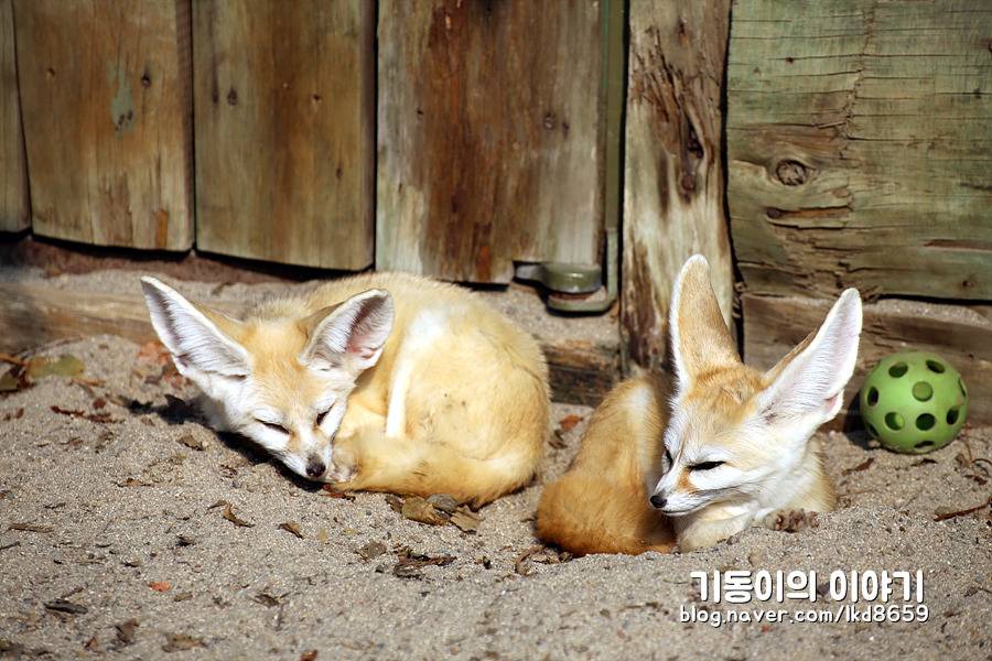 에버랜드 사막여우 스페셜 | 인스티즈