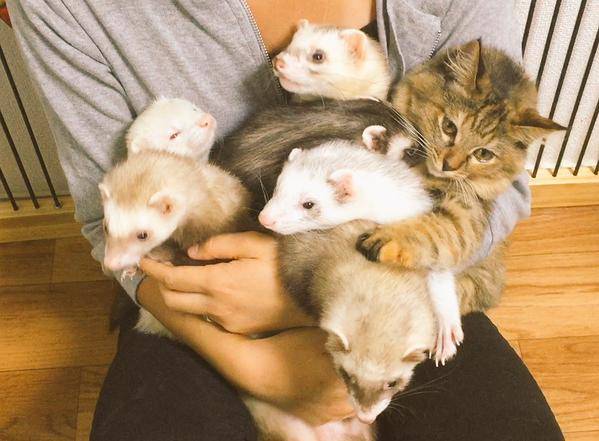 구조 되어 페릿 5마리가 있는 가정에 입양된 새끼고양이 | 인스티즈