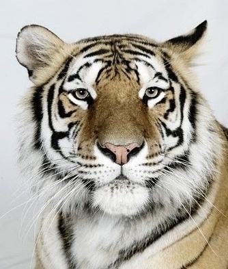 호랑이 증명 사진 | 인스티즈