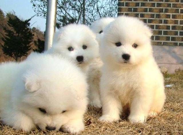 강아지야 솜사탕이야??? | 인스티즈