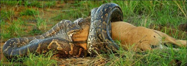 아프리카 대륙에서 고기만 먹고 사는 놈들 | 인스티즈