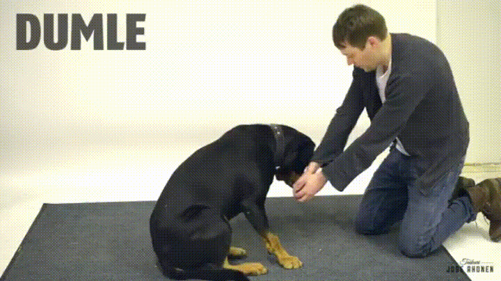 마술을 본 멍멍이들 반응..gif | 인스티즈